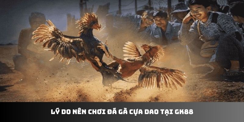 Lý do nên chơi đá gà cựa dao tại GK88