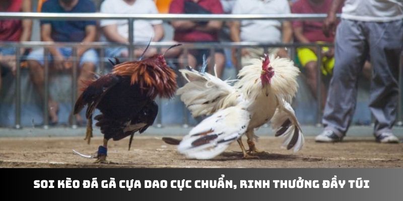 Soi kèo đá gà cựa dao cực chuẩn, rinh thưởng đầy túi