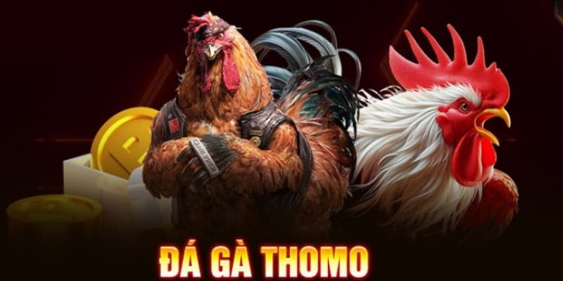 Đá gà Thomo