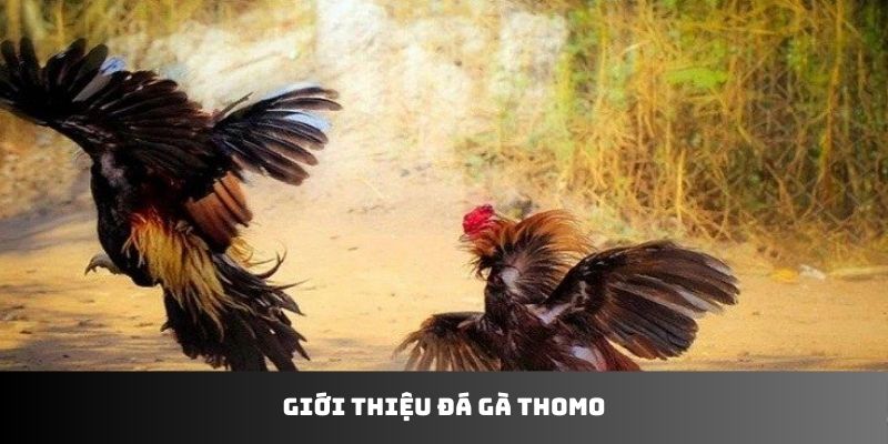 Giới thiệu đá gà Thomo