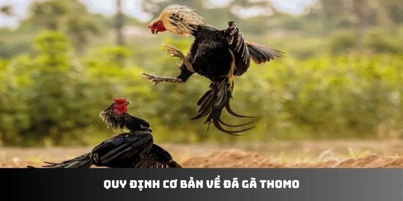 Quy định cơ bản về đá gà Thomo